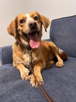 Bailey -  English Coonhound Dog for Adoption in Richmond, Virginia - Bailey | PetCurious