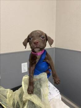 KATY PAWRY -  Pit Bull Terrier Dog for Adoption in Las Vegas, Nevada - KATY PAWRY | PetCurious