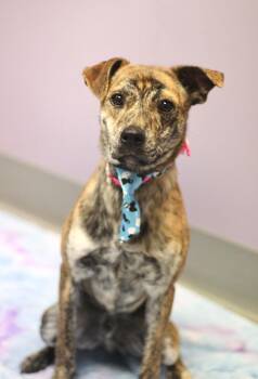Hound Dogs Available for Adoption - Freddie In NH! Come Meet Our Adoptable Dogs Wednesday-Saturday.  | PetCurious
