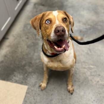 Rescue Catahoula Leopard Dog Dogs for Adoption in Williston, Vermont - Wyatt | PetCurious