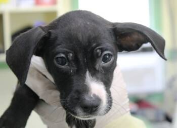 Rescue Boxer and Mixed Breed Dogs for Adoption in Picayune, Mississippi - Gumball | PetCurious