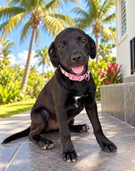 Mochi - happy& loving personality - Sponsored/ Low adoption Fee -  Labrador Retriever and Pointer Dog for Adoption in Isabela, Isabela - Mochi - Happy& Loving Personality - Sponsored/ Low Adoption Fee | PetCurious