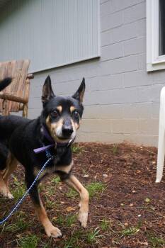 Miniature Pinscher Dogs Available for Adoption in Floyd, Virginia - Ringo | PetCurious