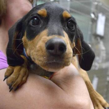 SKY -  Black And Tan Coonhound and Mixed Breed Dog for Adoption in St. Louis, Missouri - SKY | PetCurious