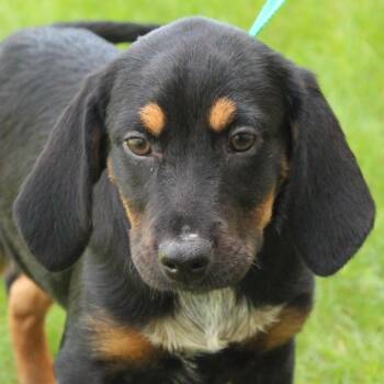 Hound Dogs Available for Adoption in Eaton, Ohio - Bumble | PetCurious