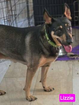 Lizzie -  German Shepherd Dog and Australian Cattle Dog Blue Heeler Dog for Adoption in Greeneville, Tennessee - Lizzie | PetCurious