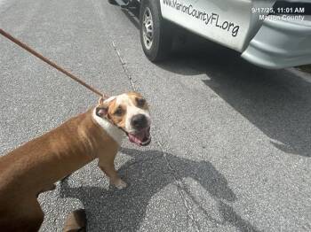 Rescue Hound and Mixed Breed Dogs for Adoption in Ocala, Florida - MARTIN | PetCurious