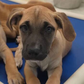 Marron Chiaro -  Australian Cattle Dog Blue Heeler and Labrador Retriever Dog for Adoption in Fort Lupton, Colorado - Marron Chiaro | PetCurious