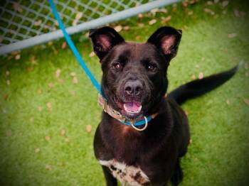 POLARIS -  German Shepherd Dog and Labrador Retriever Dog for Adoption in Orlando, Florida - POLARIS | PetCurious