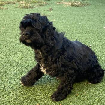 Cocker Spaniel Dogs Available for Adoption - Brixie 6682 | PetCurious