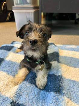 Jack -  Chihuahua Dog for Adoption in Detroit, Michigan - Jack | PetCurious