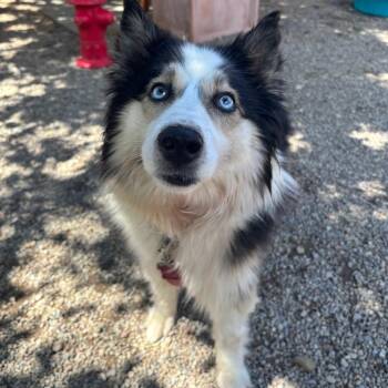 Betty -  Husky and Border Collie Dog for Adoption in Fairport, New York - Betty | PetCurious