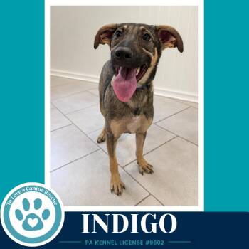 Indigo (I-Team) 071826 -  Shepherd Dog for Adoption in Kimberton, Pennsylvania - Indigo (I-Team) 071826 | PetCurious