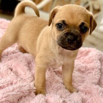 Tanya -  Chug and Poodle Dog for Adoption in Rockwall, Texas - Tanya | PetCurious