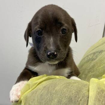 Catahoula Leopard Dog and Labrador Retriever Dogs Available for Adoption in Hattiesburg, Mississippi - Amelia | PetCurious