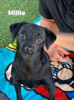 Millie -  Dachshund and Chihuahua Dog for Adoption in Center Square, Pennsylvania - Millie | PetCurious