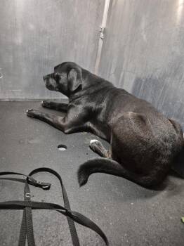 CURLY -  Pug Dog for Adoption in San Antonio, Texas - CURLY | PetCurious