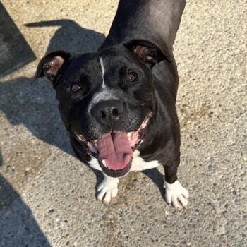 Princess Glittersparkles -  Mixed Breed Dog Available for Adoption in Charleston, West Virginia - Princess Glittersparkles | PetCurious