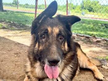 Mixed Breed Dogs Available for Adoption in Georgetown, Texas - Smoky | PetCurious