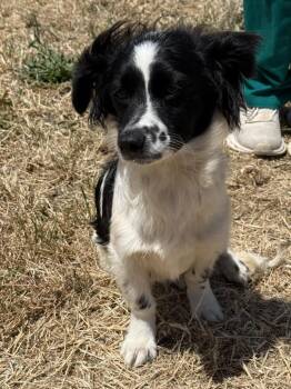 Ivan -  Spaniel and Mixed Breed Dog Available for Adoption in Vacaville, California - Ivan | PetCurious