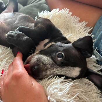 Quest D&D -  Mixed Breed Dog for Adoption in Savannah, Georgia - Quest D&D | PetCurious