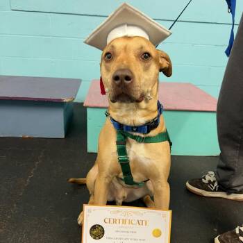 Lucky -  Mixed Breed Dog for Adoption in Concord, New Hampshire - Lucky | PetCurious