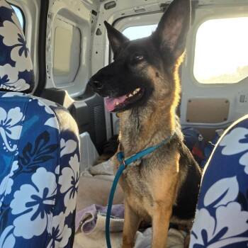 German Shepherd Dog Dogs Available for Adoption - Echo | PetCurious