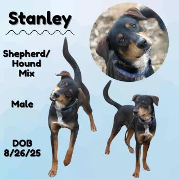 Shepherd and Hound Dogs Available for Adoption - Stanley | PetCurious