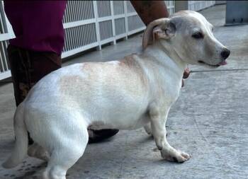 Pup Dusty -  Jack Russell Terrier and Dachshund Dog for Adoption in Washington, District Of Columbia - Pup Dusty | PetCurious
