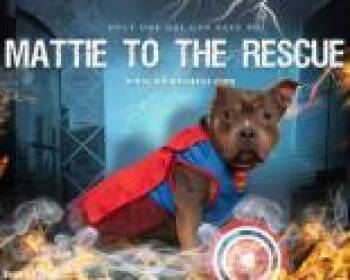 Staffordshire Bull Terrier Dogs Available for Adoption in Newport, Kentucky - Mattie | PetCurious