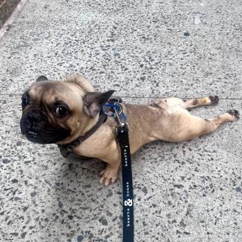 Star -  French Bulldog Dog for Adoption in New York, New York - Star | PetCurious