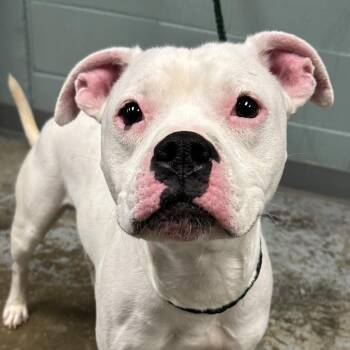 Boxer Dogs Available for Adoption - Chop | PetCurious