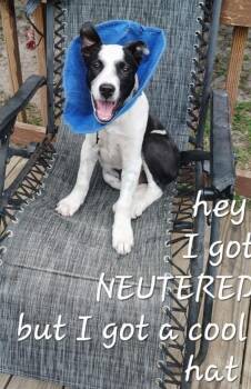 SB -  Labrador Retriever and Mixed Breed Dog Available for Adoption in Houston, Texas - SB | PetCurious