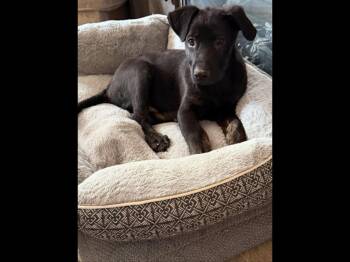 Brownie -  Shepherd Dog for Adoption in Sioux City, Iowa - Brownie | PetCurious