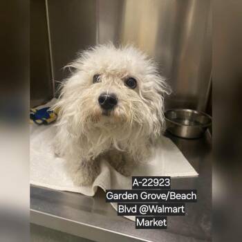 WAGS-Stray-22923 -  Poodle Dog for Adoption in Westminster, California - WAGS-Stray-22923 | PetCurious