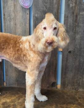 POPPI 425 -  Poodle Dog for Adoption in New Berlin, Wisconsin - POPPI 425 | PetCurious
