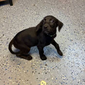 Wasabi -  Hound and Labrador Retriever Dog for Adoption in Tuscaloosa, Alabama - Wasabi | PetCurious