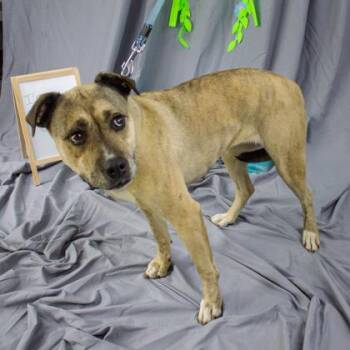 Bellarina -  Mixed Breed Dog for Adoption in West Chester, Pennsylvania - Bellarina | PetCurious