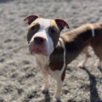 Diesel -  American Staffordshire Terrier Dog for Adoption in Fort Wayne, Indiana - Diesel | PetCurious