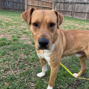 Labrador Retriever and Mixed Breed Dogs Available for Adoption - Davidson | PetCurious