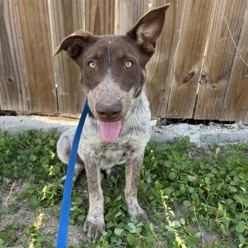 German Shorthaired Pointer Dogs Available for Adoption in Harlingen, Texas - Linus | PetCurious