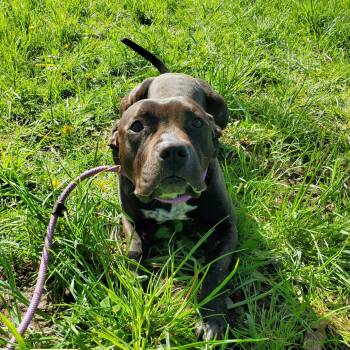 Pit Bull Terrier Dogs Available for Adoption in Jersey City, New Jersey - Amulet | PetCurious