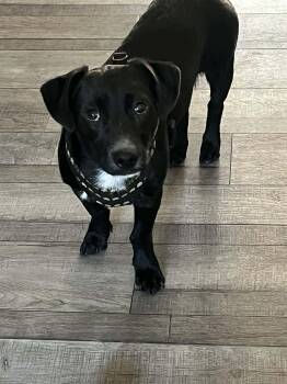 Zorro -  Terrier Dog for Adoption in Eugene, Oregon - Zorro | PetCurious