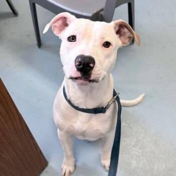 Staffordshire Bull Terrier Dogs Available for Adoption in Ogdensburg, New York - Ranger | PetCurious