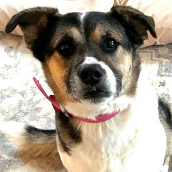 River -  Beagle and Shepherd Dog for Adoption in Nashville, Tennessee - River | PetCurious
