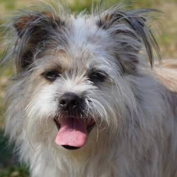 Shih Tzu and Terrier Dogs Available for Adoption - Reese | PetCurious