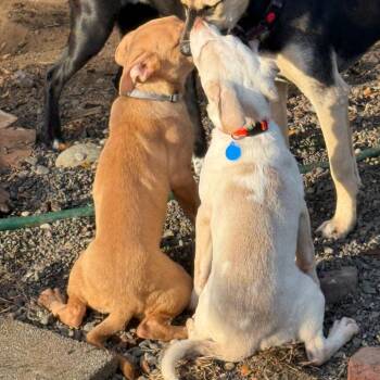 capri -  Pit Bull Terrier and Mixed Breed Dog for Adoption in Bellingham, Washington - Capri | PetCurious