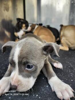American Staffordshire Terrier Dogs Available for Adoption in San Antonio, Texas - BANDIT | PetCurious