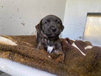 Bullmastiff and German Shepherd Dog Dogs Available for Adoption in Port Alberni, British Columbia - Molly | PetCurious