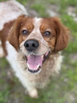 Oscar -  Brittany Spaniel and Mixed Breed Dog for Adoption in Gwinn, Michigan - Oscar | PetCurious